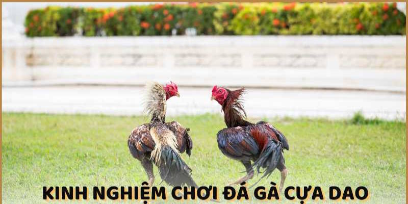 Kinh nghiệm đá gà cựa dao bạn không nên bỏ qua